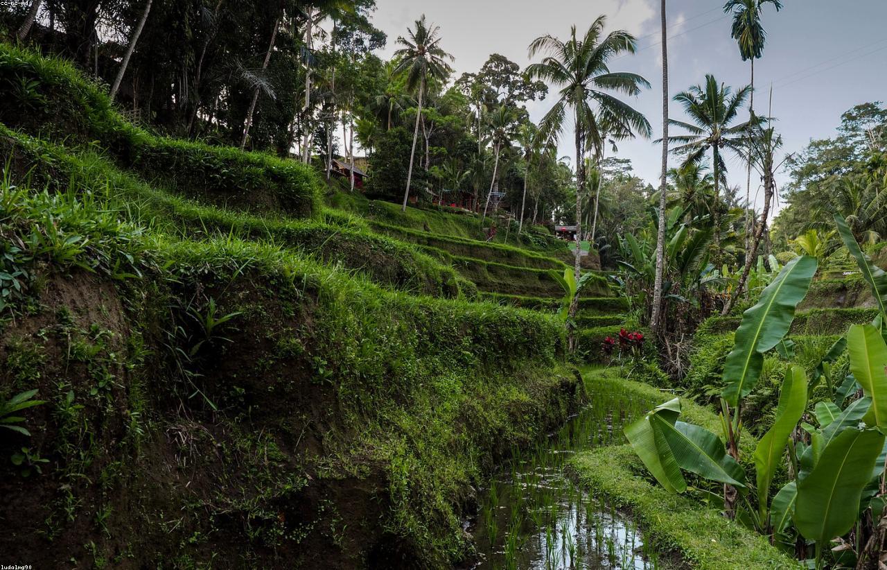 Ubud rice terraces private tour
